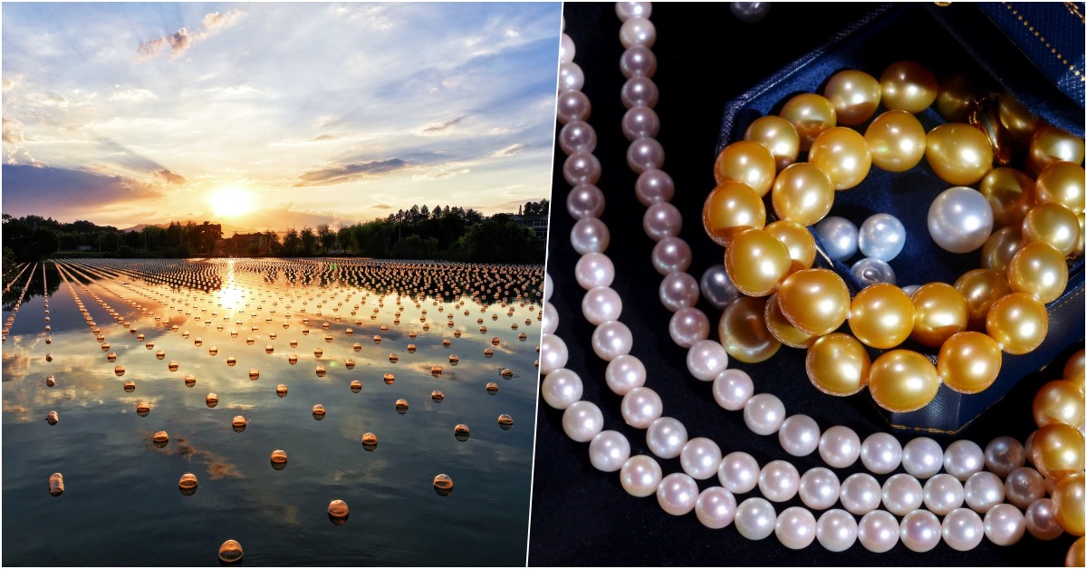 浙江山下湖珍珠