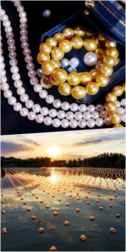 浙江山下湖珍珠