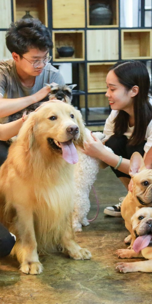 新興行業-寵物偵探