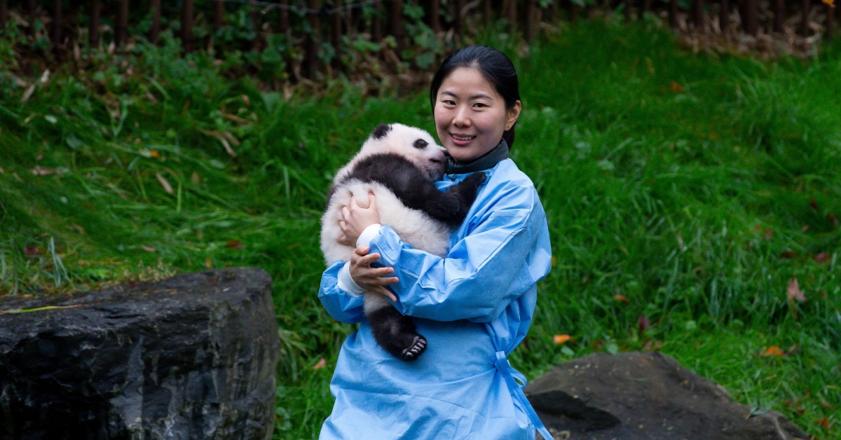 新興行業-大熊貓飼養員