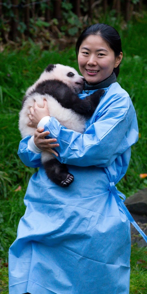 新興行業-大熊貓飼養員