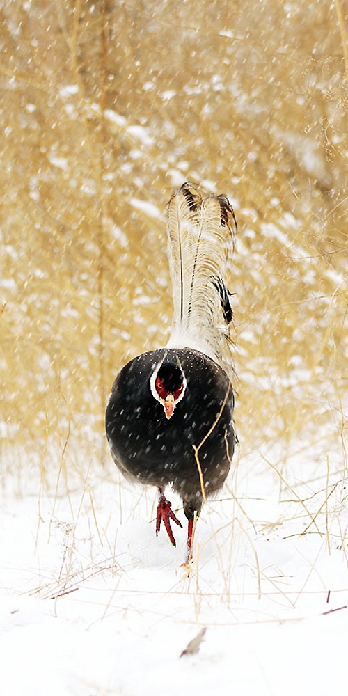 圖說：當代中國-數字中國-褐馬雞