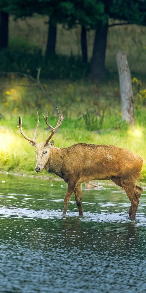 當代中國-數字中國-麋鹿