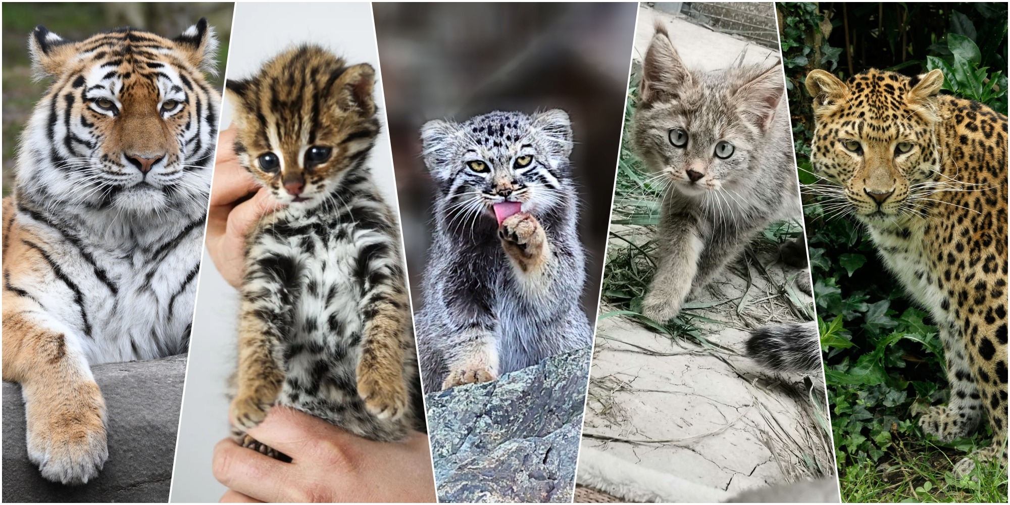 12种“猫” | 趣味数字 | 通识中国 | 当代中国