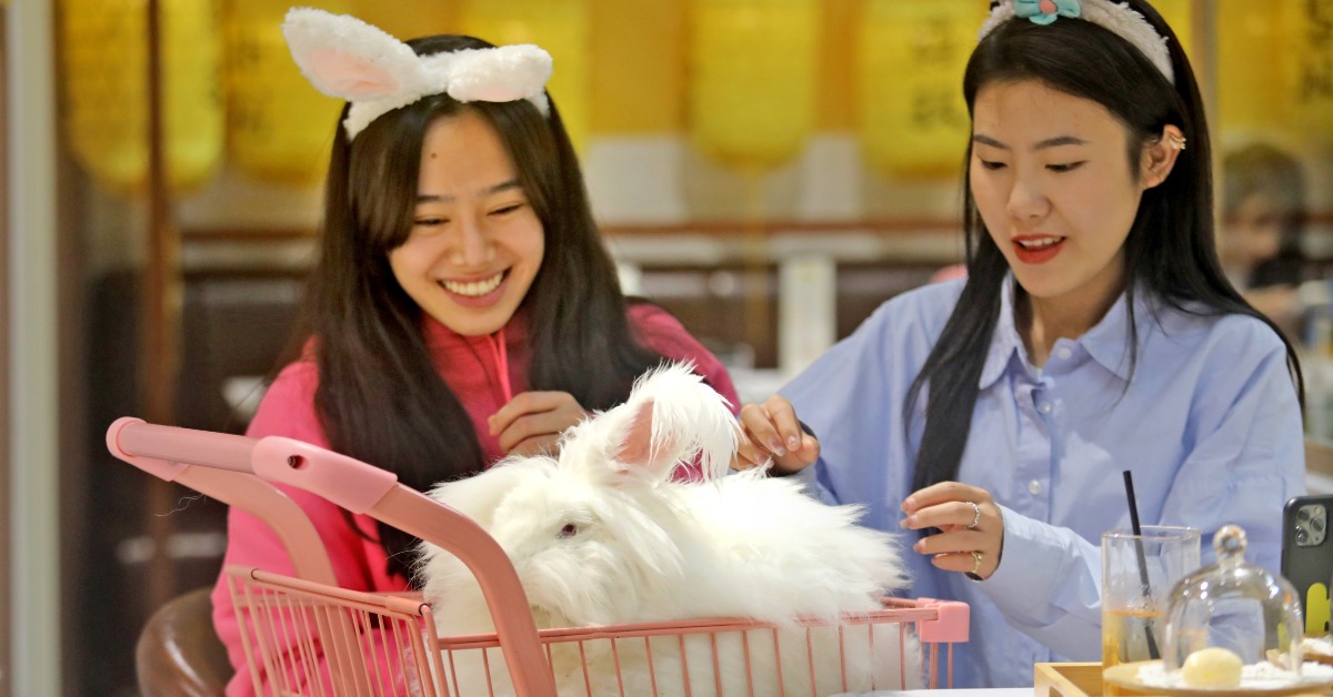 在大灣區，近年流行一些安哥拉兔體驗館，寓餐廳於寵物店，很受歡迎，成為網紅打卡地。邊吃邊擼兔，肥嘟嘟的大白兔逗得人快樂無比，是紓壓良方。是過關度春節的好去處。 