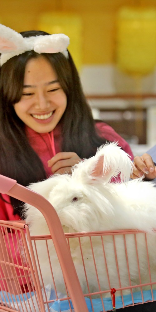 在大湾区，近年流行一些安哥拉兔体验馆，寓餐厅于宠物店，很受欢迎，成为网红打卡地。边吃边撸兔，肥嘟嘟的大白兔逗得人快乐无比，是纾压良方。是过关度春节的好去处。 