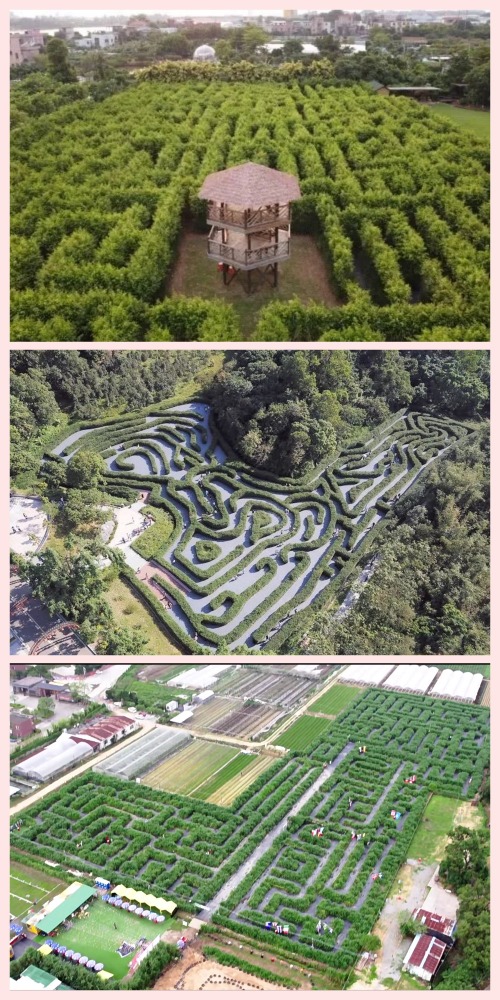  大湾区植物迷宫