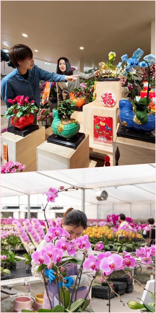 Foshan's butterfly orchids