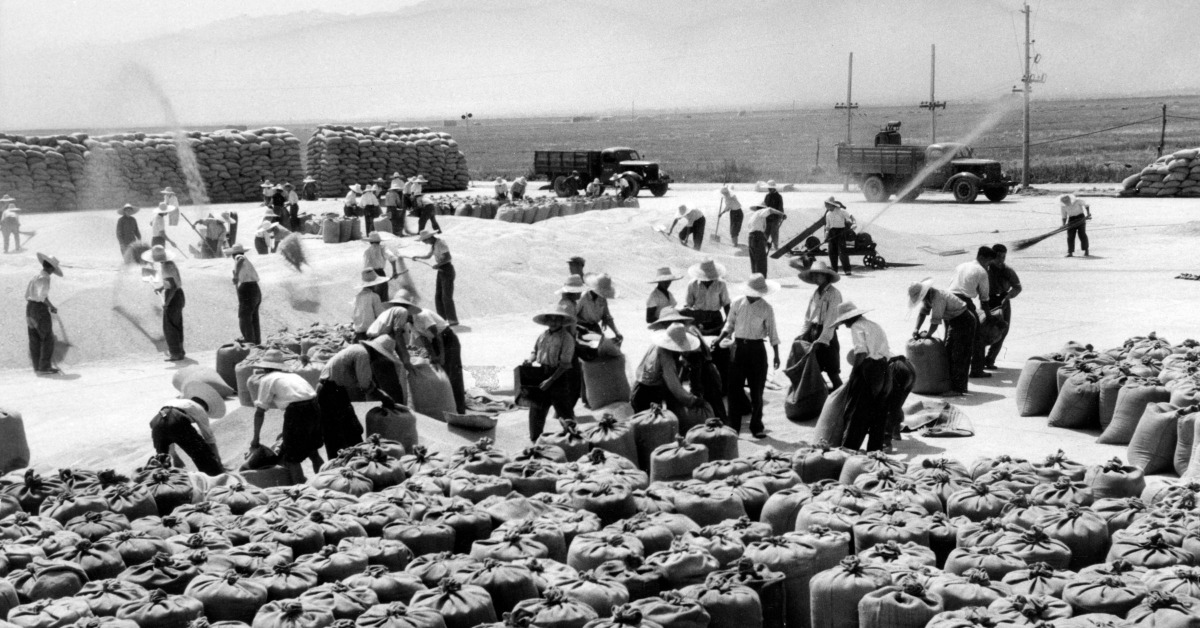 甘肅省在1971年9月7日的一個農場的收穫景象