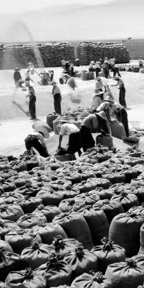 甘肅省在1971年9月7日的一個農場的收穫景象