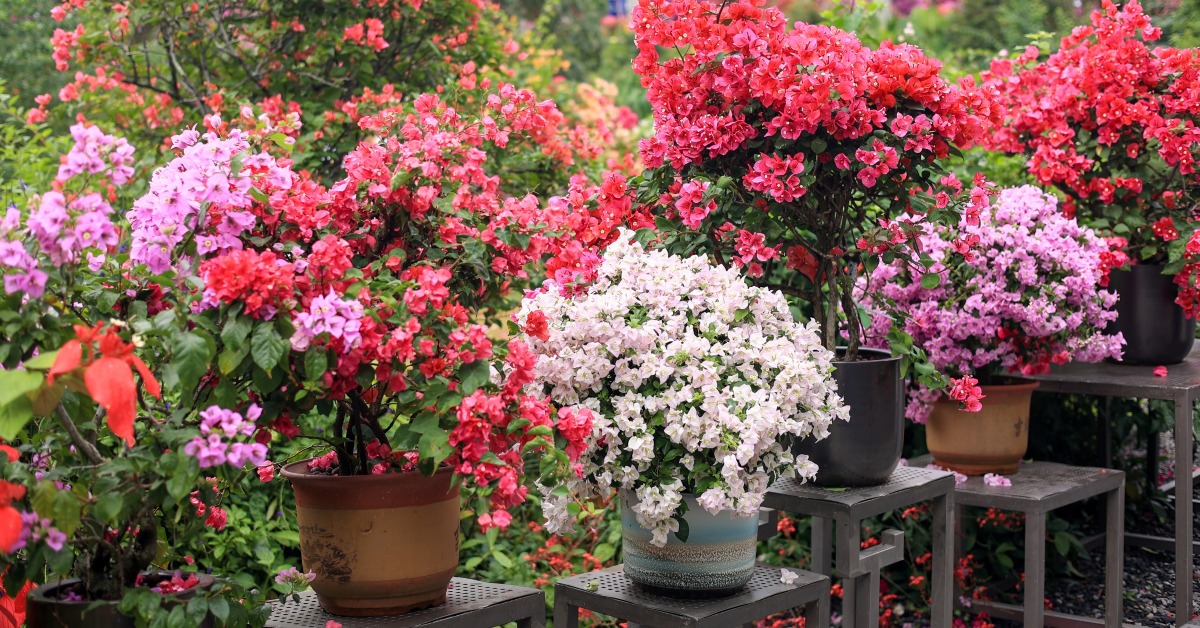 深圳市花簕杜鵑