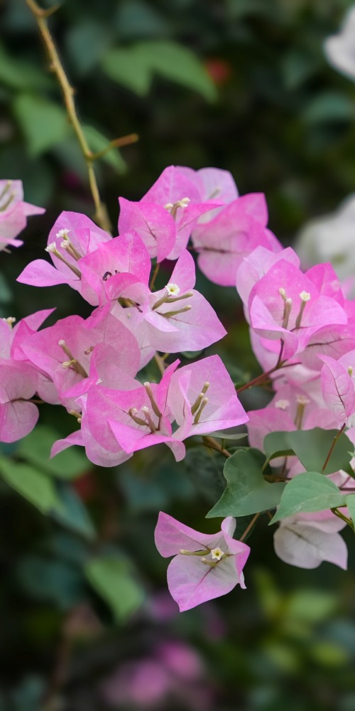 深圳市花簕杜鵑