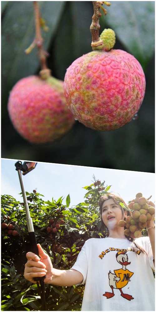 當代中國-粵港澳大灣區-樂活灣區-直通廣州-增城掛綠荔枝cover