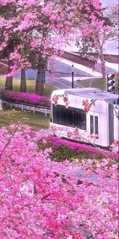 Guangzhou Haizhu Tram, known as the 