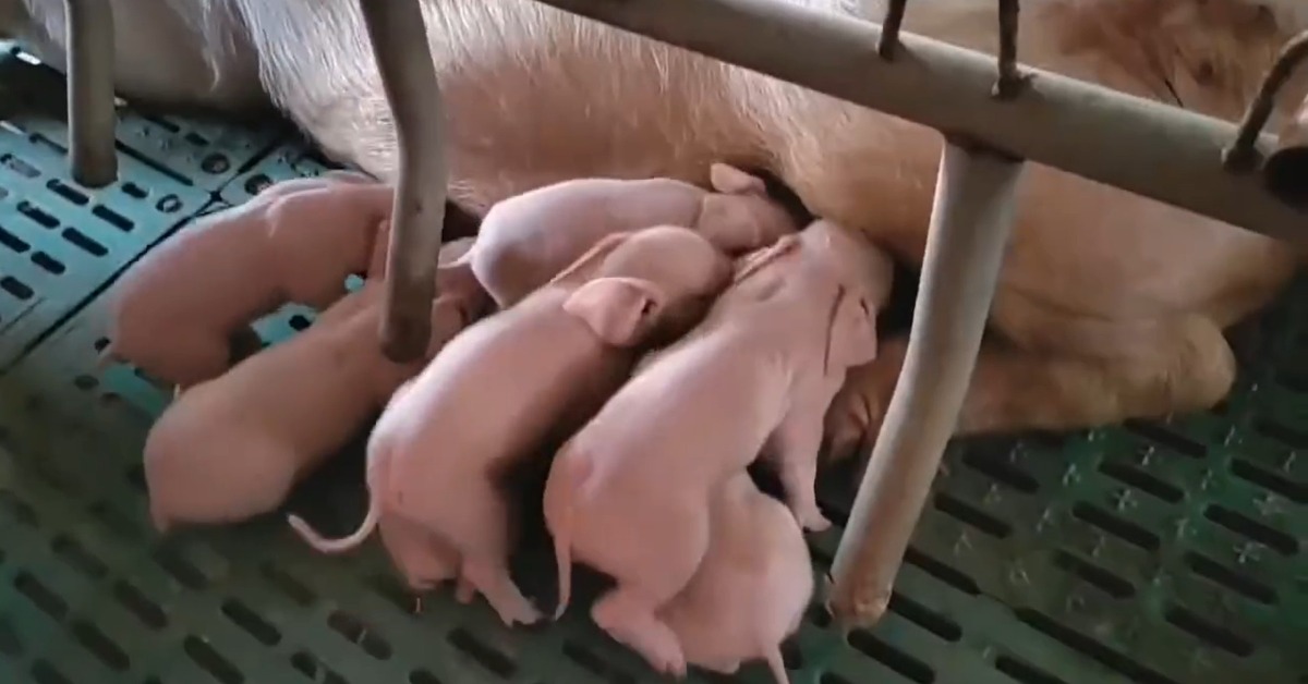 当代中国-科学探索-克隆猪