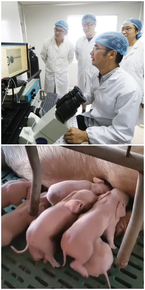 當代中國-科學探索-克隆豬