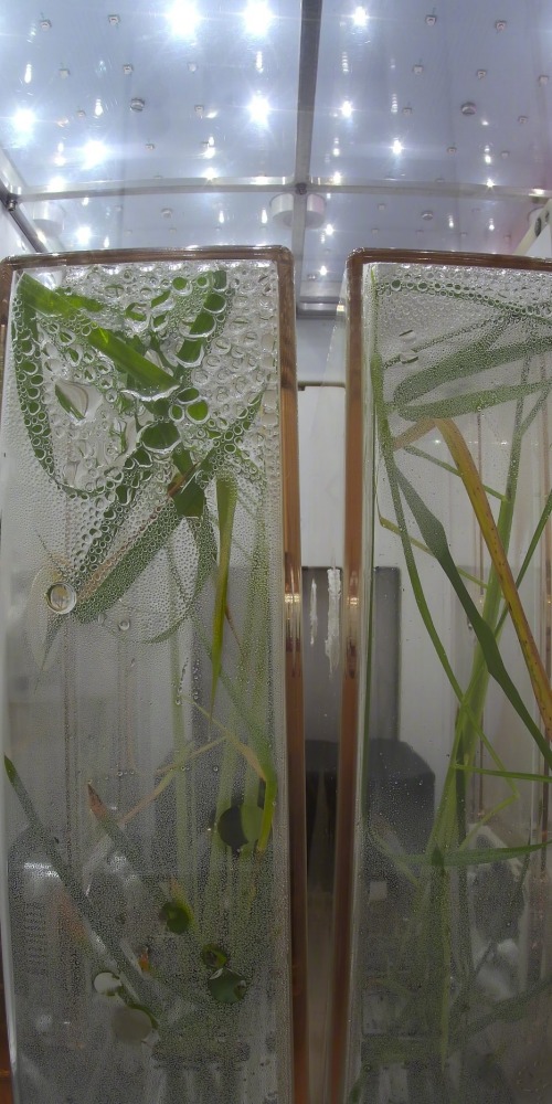 問天實驗艙植物實驗