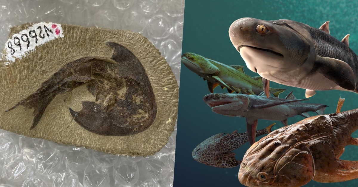 人類演化，魚類，起源