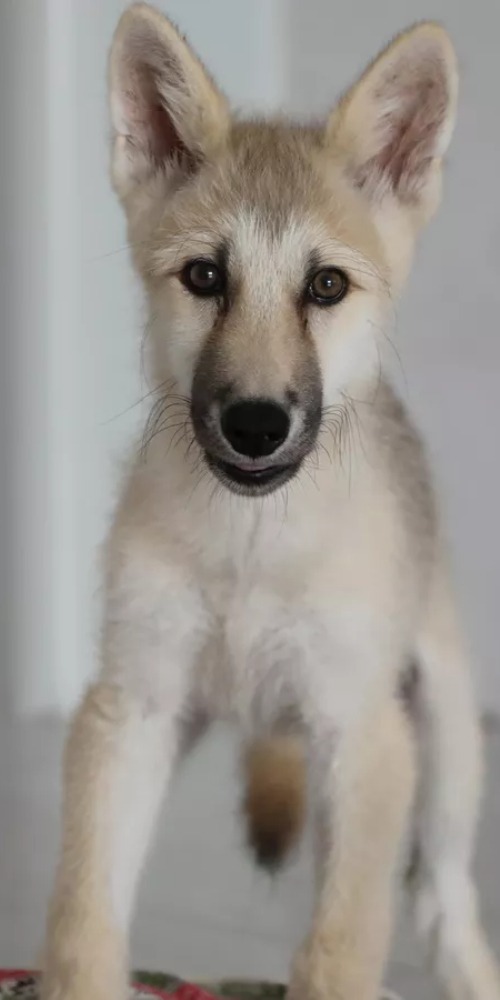 细胞复制-克隆-北极狼