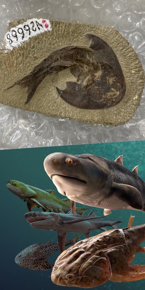 人类演化，鱼类，起源