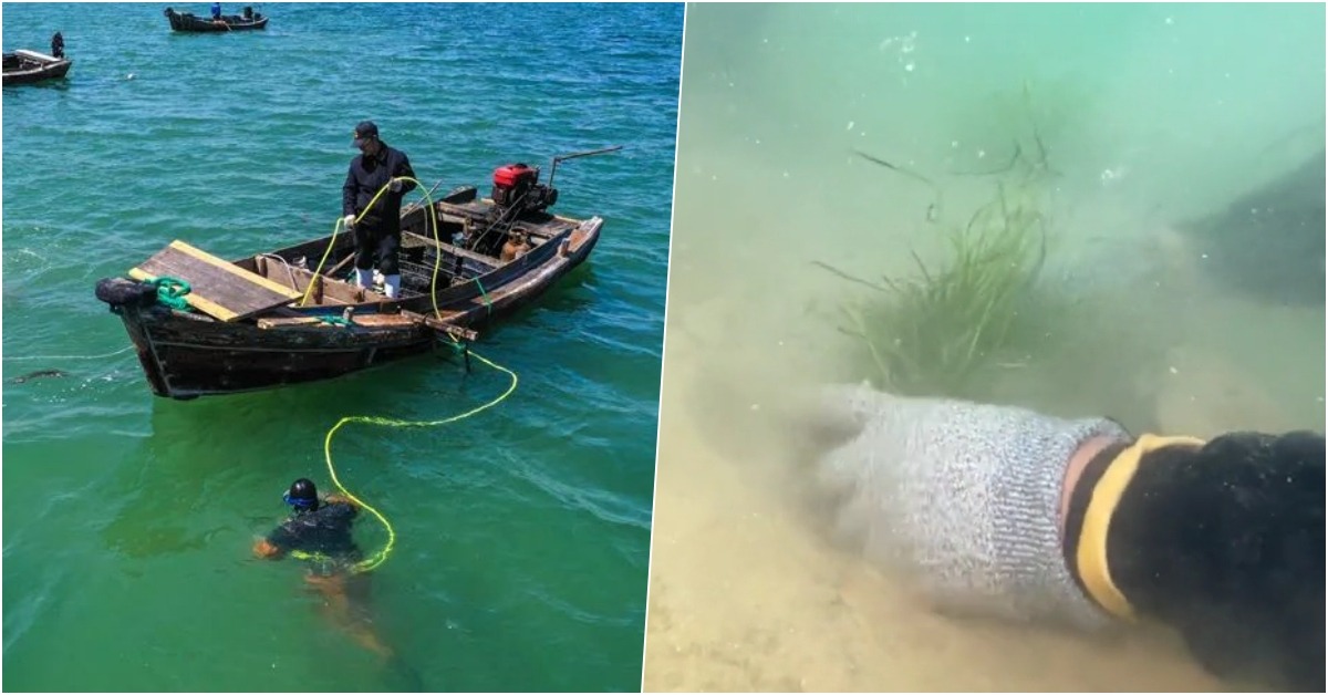 修復海草床；中國環保