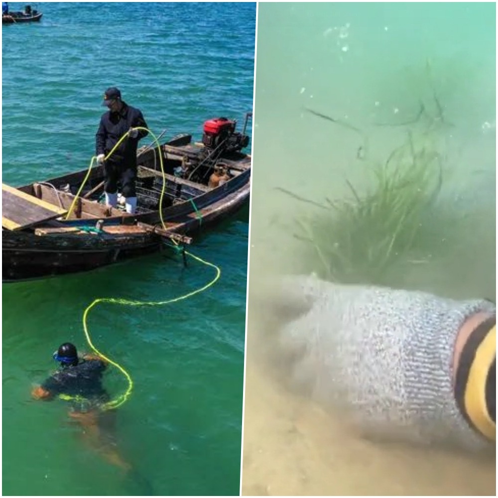 修復海草床；中國環保