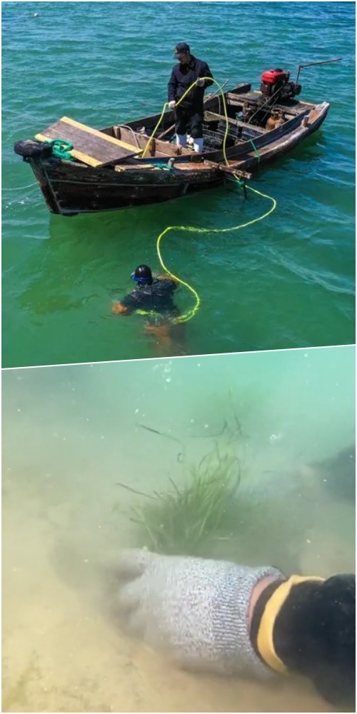 修复海草床；中国环保