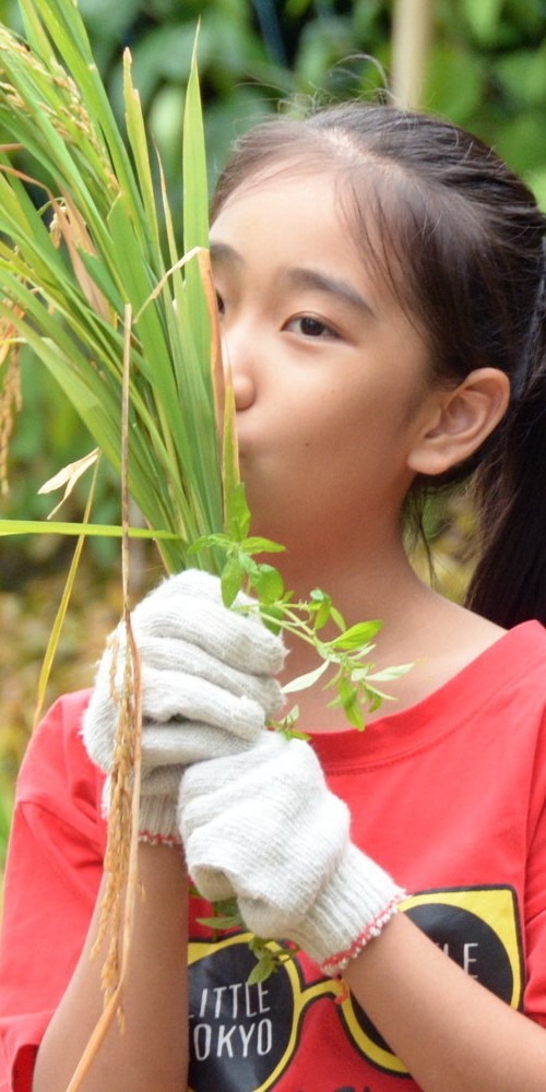 當代中國-粵港澳大灣區-深圳速度-深圳屋頂農場cover
