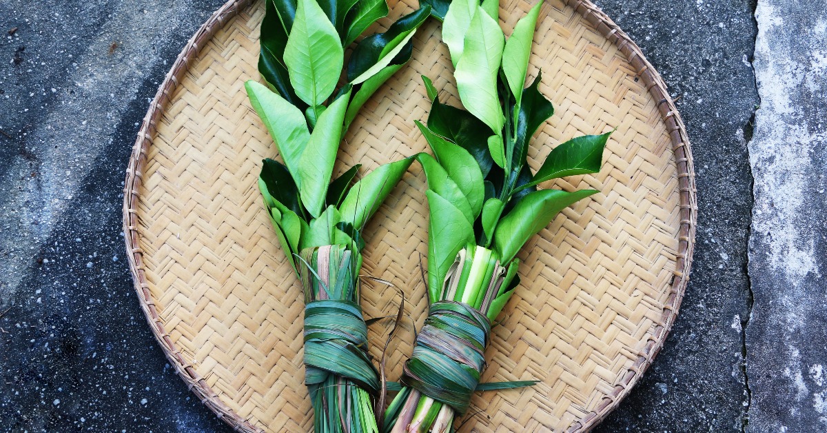 當代中國-粵港澳大灣區-樂活灣區-深圳速度-碌柚葉石菖蒲cover