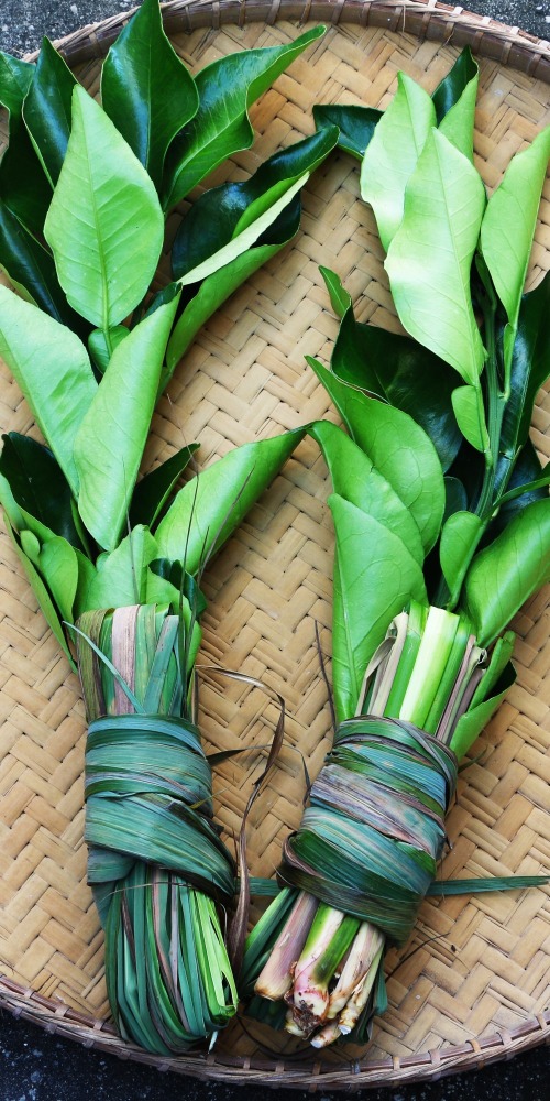 当代中国-粤港澳大湾区-乐活湾区-深圳速度-碌柚叶石菖蒲cover