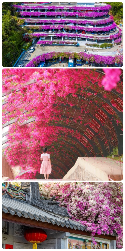 深圳市花簕杜鹃繁花盛放