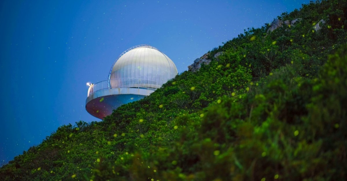 Xichong's Fireflies in Shenzhen