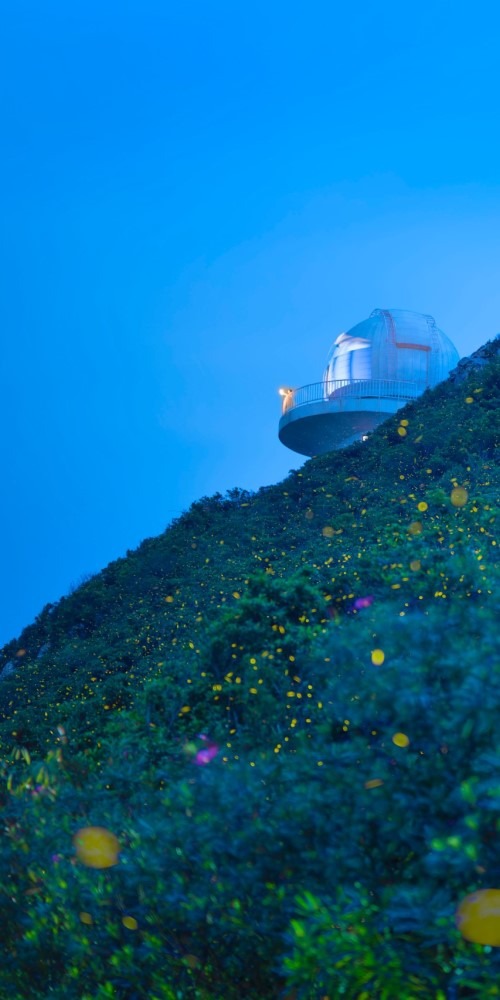 深圳西涌荧火虫