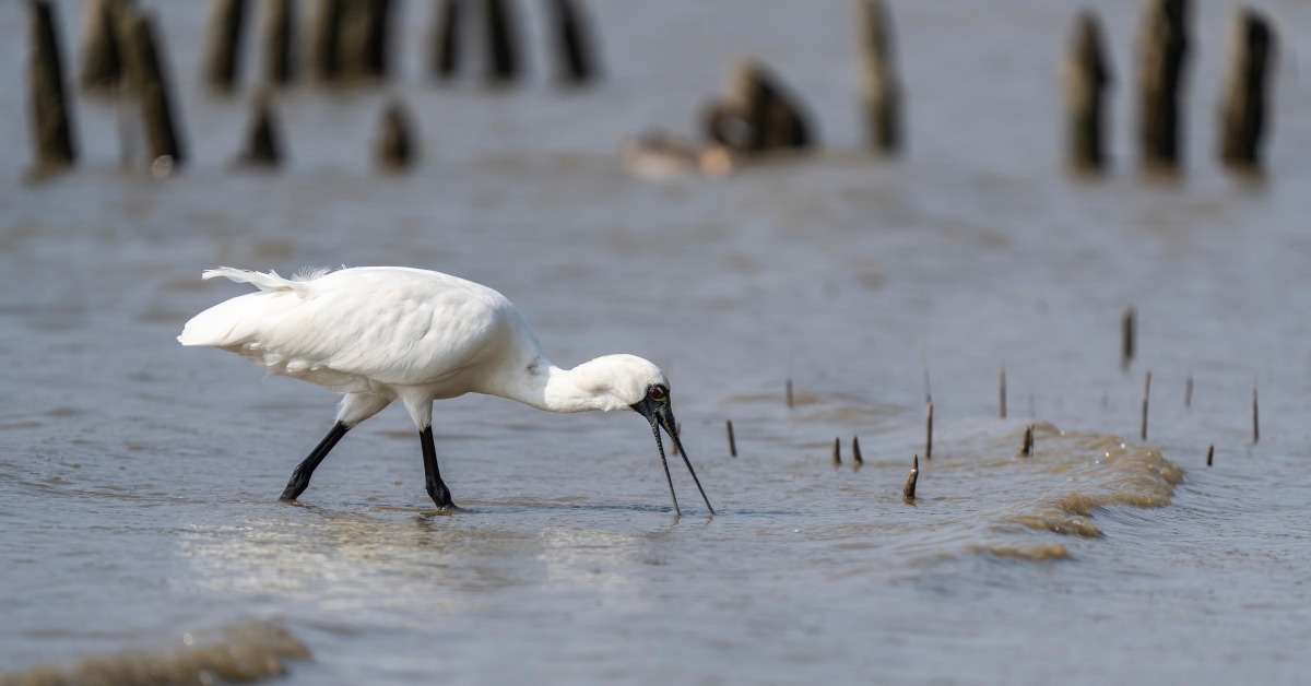 The four major bird-watching hotspots in Shenzhen include Shenzhen Bay Park, Neilingding Futian Nature Reserve, Futian Mangrove Ecological Park, and Xianhu Botanical Garden