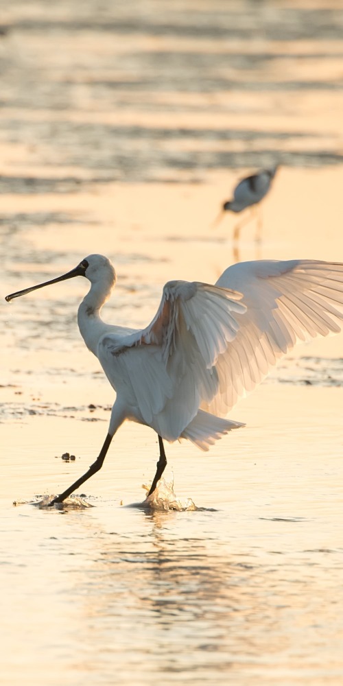 深圳4大觀鳥熱點, 包括有深圳灣公園、內伶仃福田自然保護區、福田紅樹林生態公園、仙湖植物公園