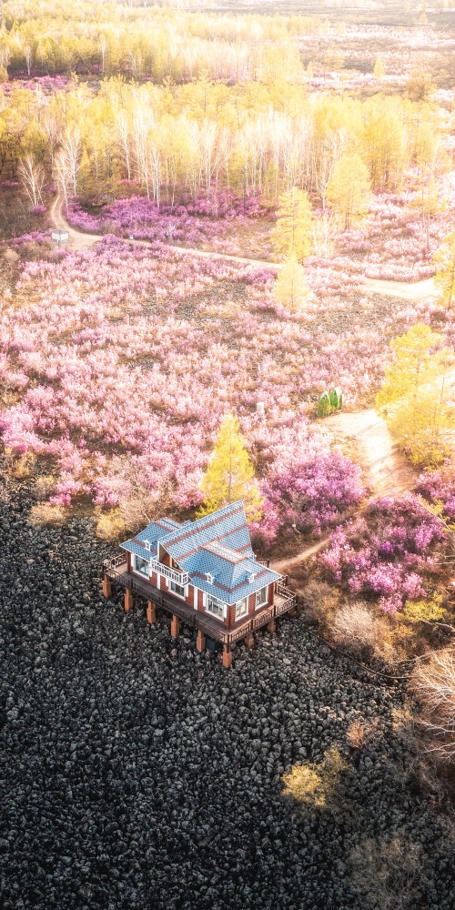 當代中國-中國旅遊-内蒙古-呼倫貝爾-達爾濱湖杜鵑花