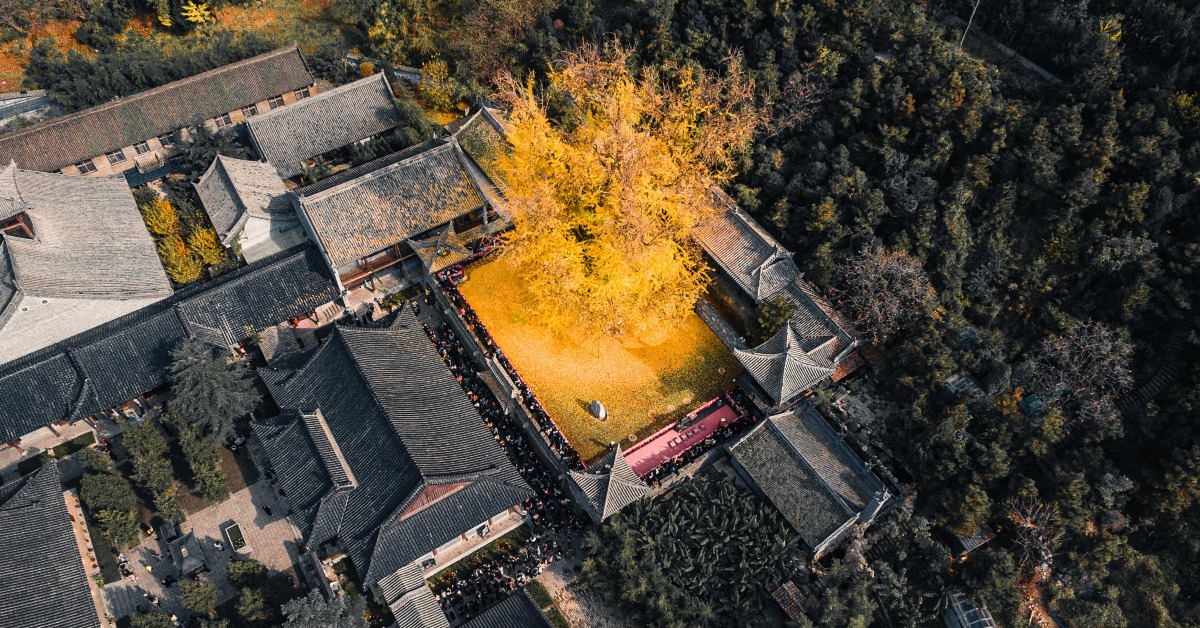 西安千年银杏树