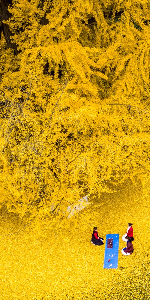 Xi'an's Millennium-old Ginkgo Tree