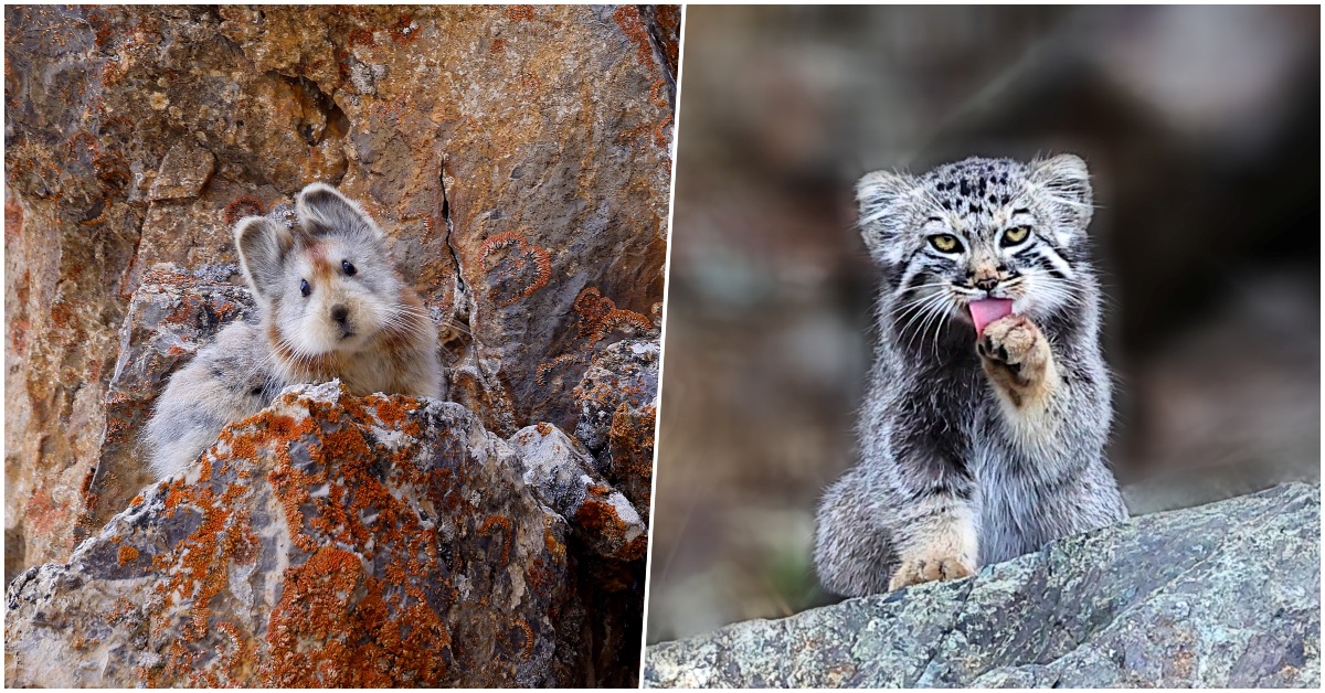 2023兔年看「兔」-中國另類「兔子」