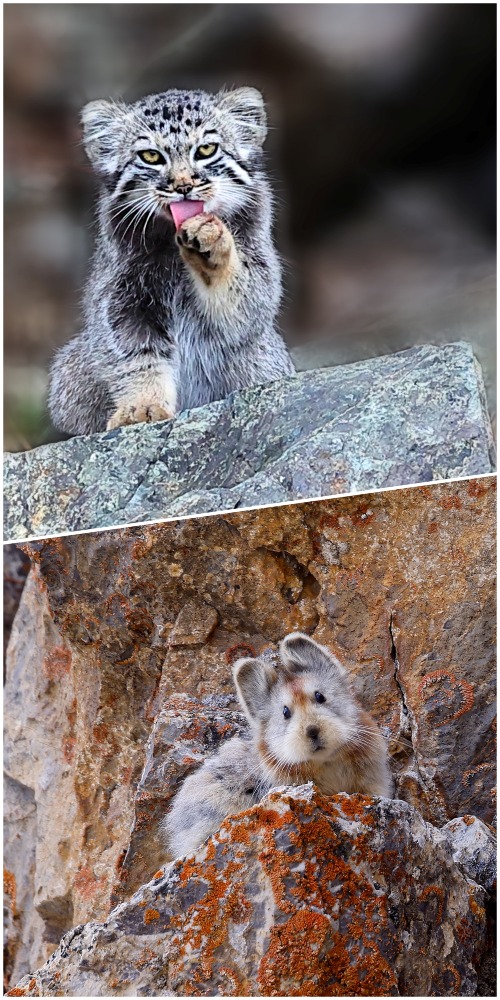 2023兔年看「兔」-中國另類「兔子」