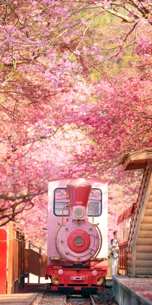 福建龙岩漳平，永福茶园樱花