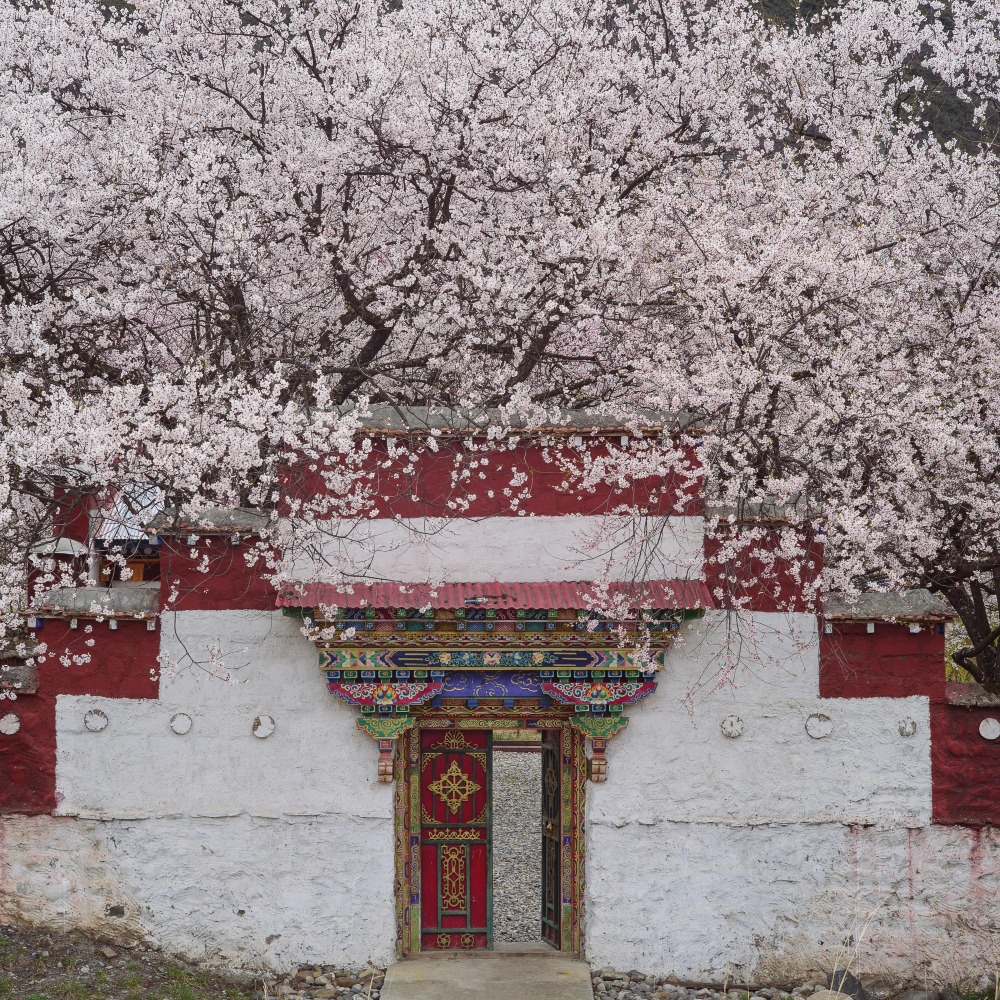西藏林芝桃花節