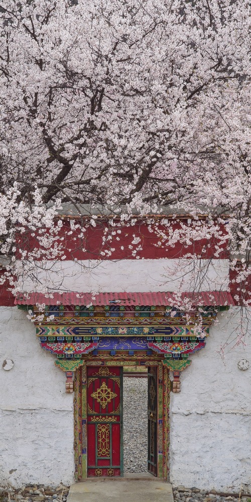 西藏林芝桃花节