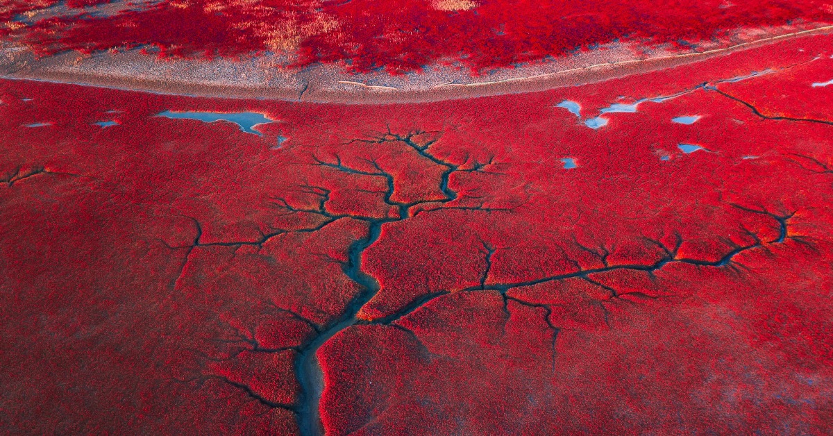 遼寧盤錦紅海灘