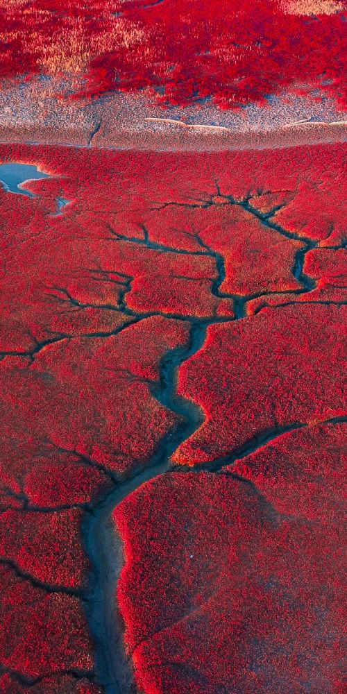 辽宁盘锦红海滩
