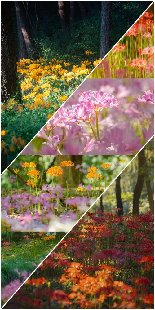 踏入初秋之際，神秘又迷人的彼岸花開花了！在杭州植物園内，七彩絢麗的彼岸花競相綻放，美得讓人宛如置身現實版的莫奈花園，成為秋日一道亮麗風景。