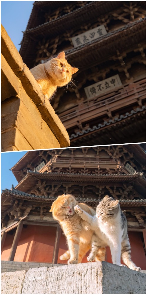 山西應縣木塔守塔貓