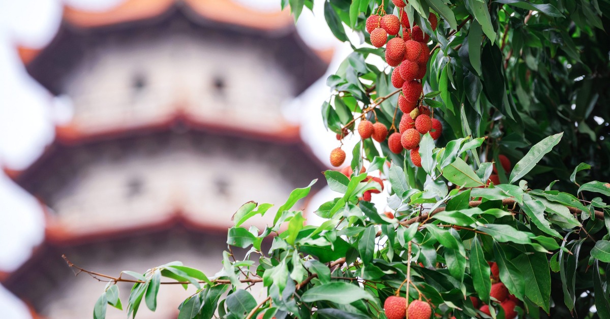 Fuzhou Xichan Temple Song Litchi