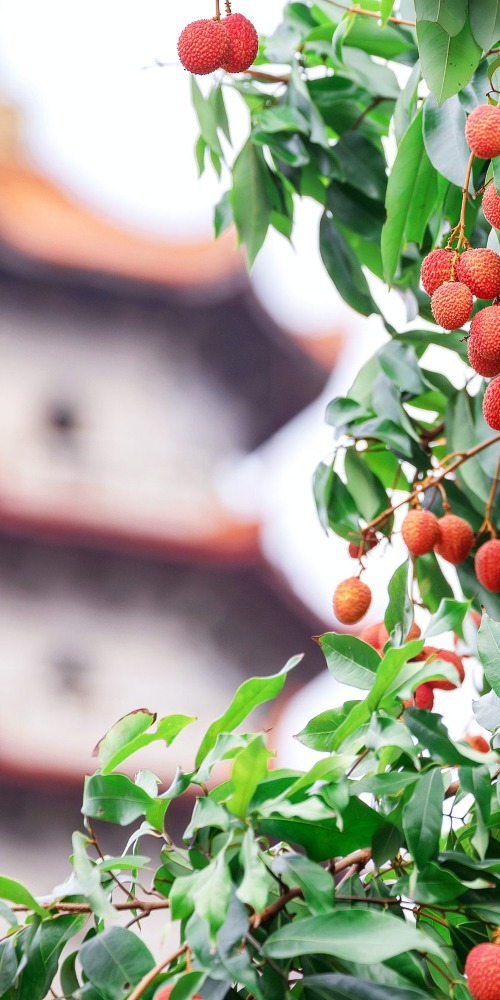 福州西禪寺宋荔