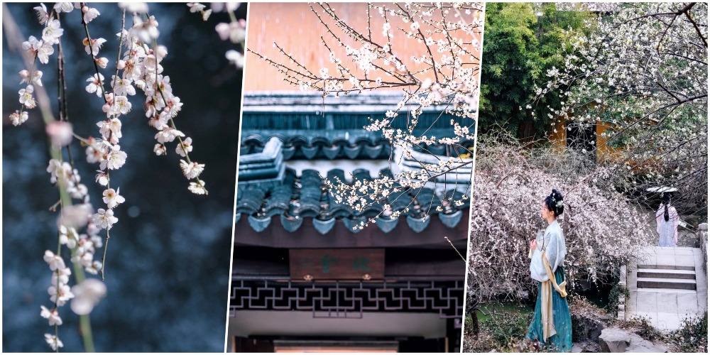 蘇州北寺塔梅圃